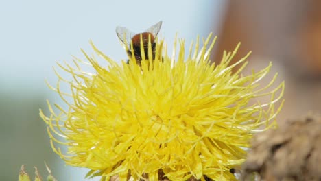 Eine-Makro-Nahaufnahme-Einer-Hummellandung-Auf-Einer-Gelben-Blume-Und-Dann-Auf-Der-Suche-Nach-Nahrung