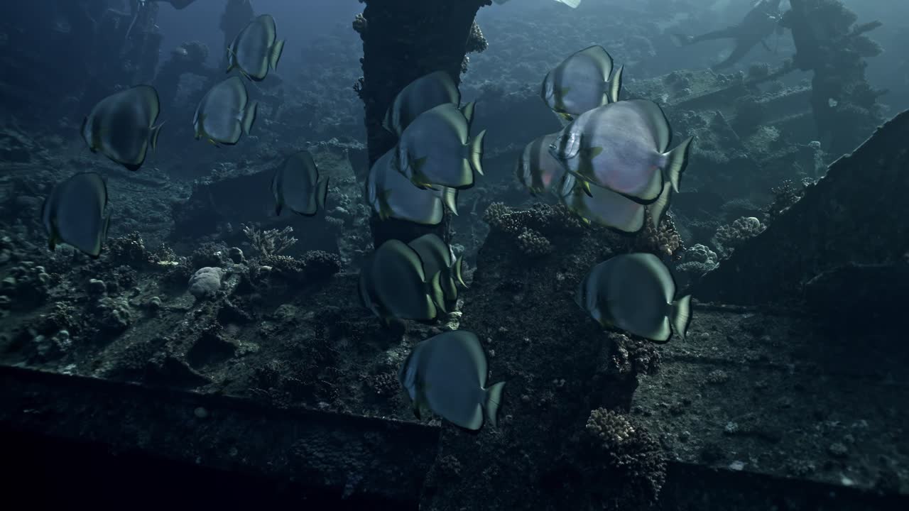 School of Longfin Spadefish (Platax teira) huddles together in the shadows of the Giannis D's tilted metal beams. These fish are a signature sight at the Abu Nuhas reef