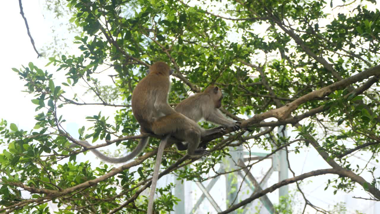 desde el amanecer hasta el anochecer, en el dosel alto, los primates juguetones alcanzan el cielo