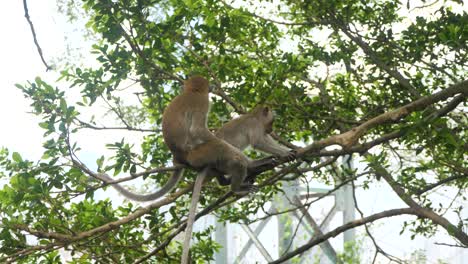 desde el amanecer hasta el anochecer, en el dosel alto, los primates juguetones alcanzan el cielo