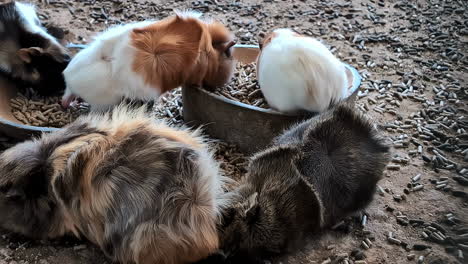 feeding domestic colorful guinea pigs. close-up shot