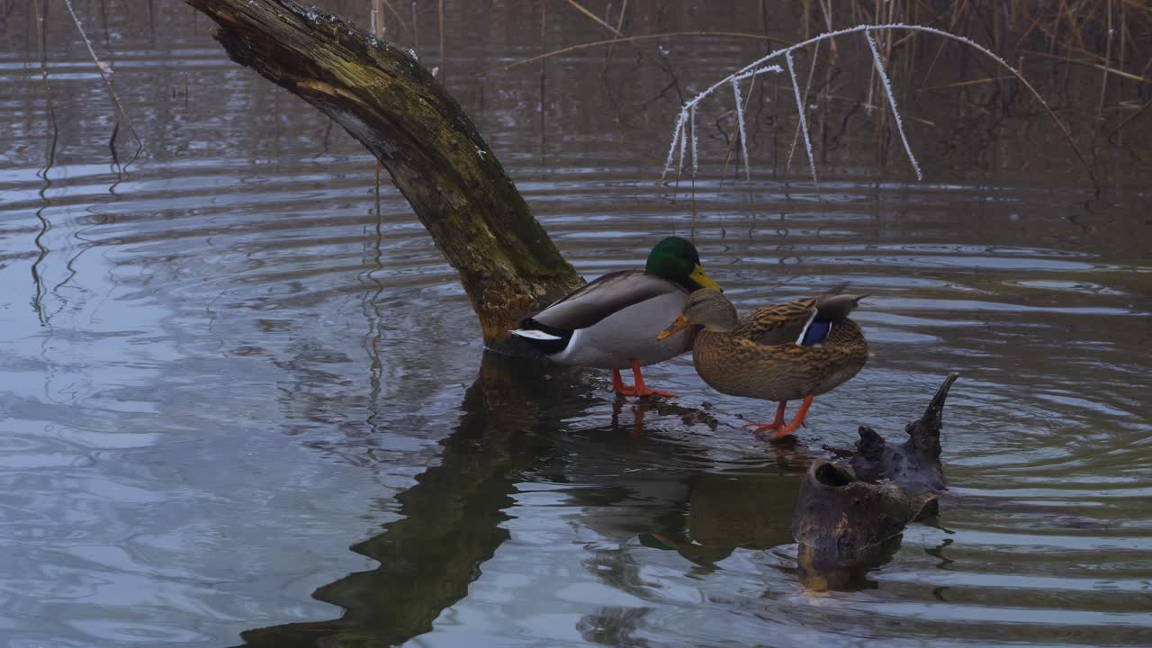 A pair of ducks are on the lake this winter. The male is standing on a branch and the female is bathing in the water. Then he goes on the branch and waves his wings