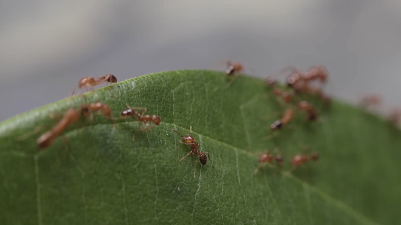 primer plano de un pequeño grupo laborioso de hormigas rojas moviéndose al borde de la hoja verde, 4k