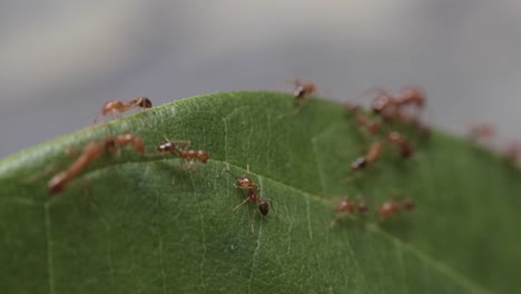 Primer-Plano-De-Un-Pequeño-Grupo-Laborioso-De-Hormigas-Rojas-Moviéndose-Al-Borde-De-La-Hoja-Verde,-4k