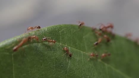 primer plano de un pequeño grupo laborioso de hormigas rojas moviéndose al borde de la hoja verde, 4k