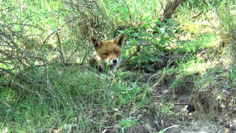 a red fox is lying in the grass