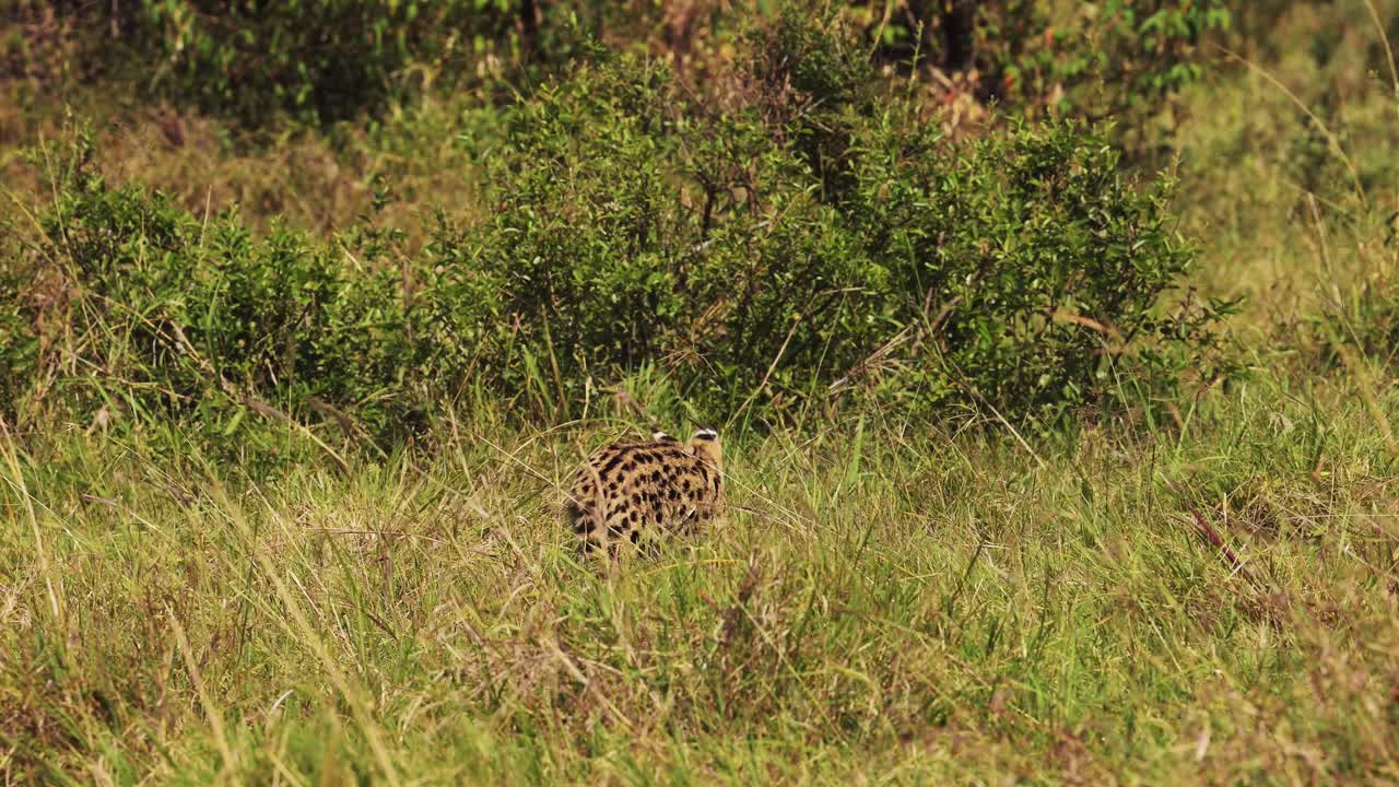 Slowmotion-optagelse af en serval, der lusker i det fjerne gennem højt græs, kamoufleret mod det afrikanske landskab, med glimt af dens markeringer, Kenya, afrikanske safaridyr i Masai Mara North Conservancy