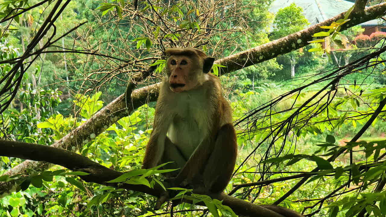 Toque macaque monkey sits on tree branch surrounded by green foliage in Sri Lankan forest