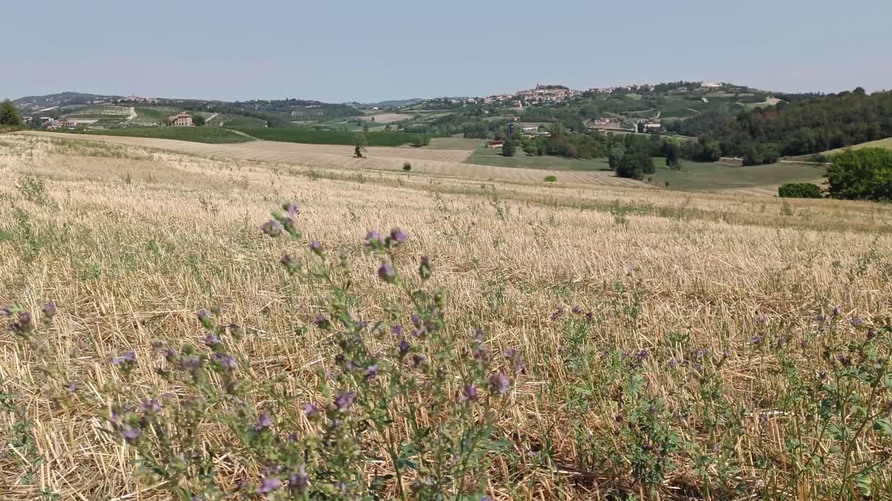 더운 여름 동안 이탈리아의 마른 들판