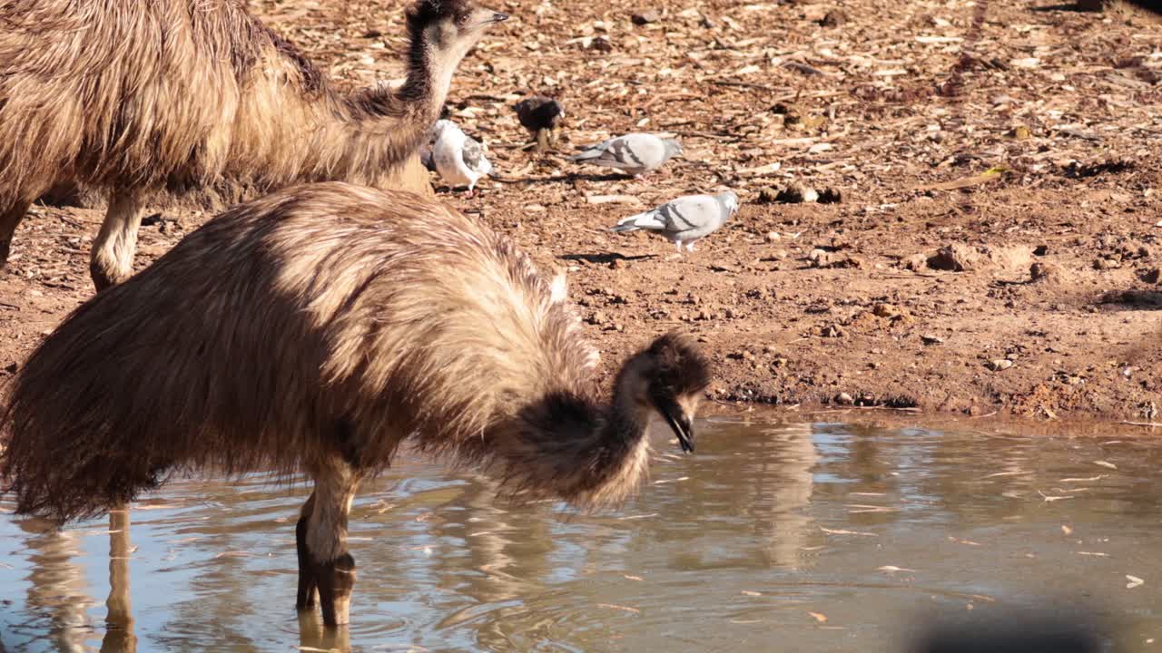 un emu bebiendo agua en un zoológico