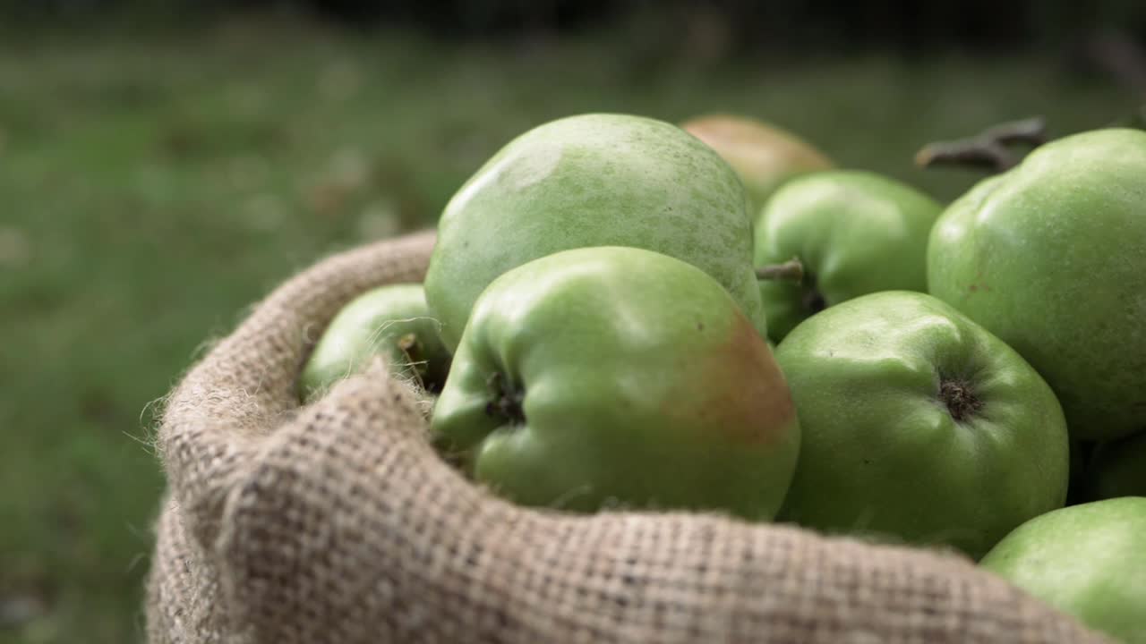 saco de manzanas verdes maduras en un saco de cerca toma panorámica