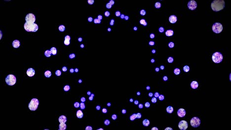 volando muchas esferas de cristal claras en fondo negro. brillan transparente, vidrio de colores. animación 3d de la bola brillante girando. animación de bucle.