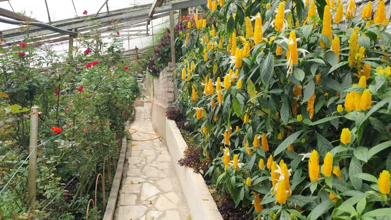 카메론 하이랜드 말레이시아의 아름다운 꽃과 풀