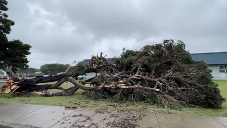 hurricane force storm damage causes a large mature tree to be broken and fall to the ground