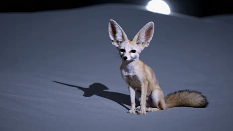 a fennec fox sits under the moonlight in the desert