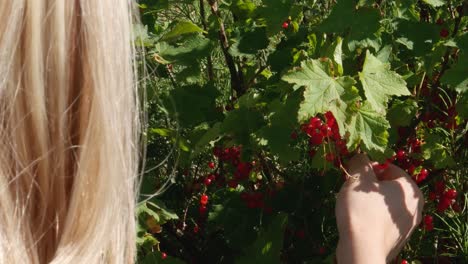 blonde girl pick up red currant from bush on windy day close up static