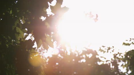 la luz del sol filtrándose a través de las hojas de los árboles