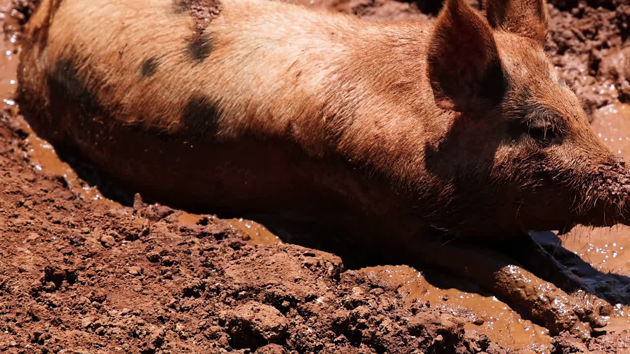 A spotted pig lies comfortably in a muddy area, enjoying the warm sun.