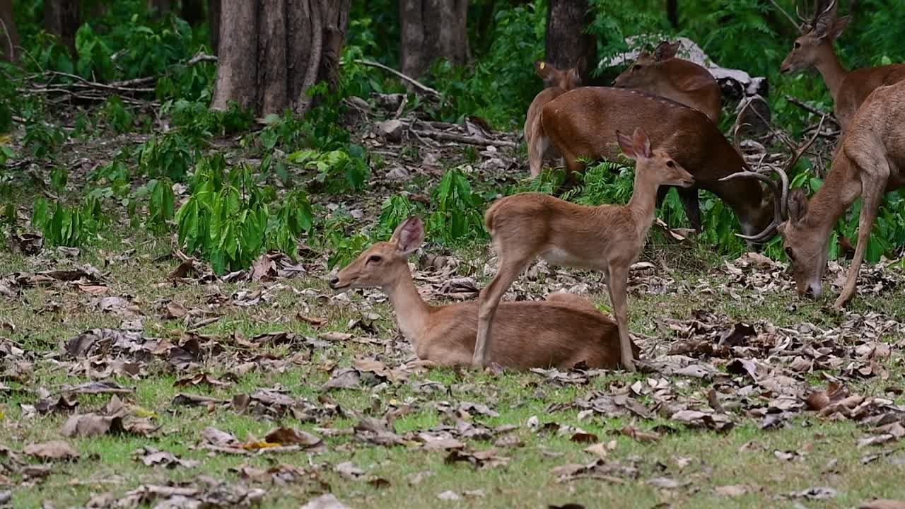 들판의 사슴은 서식지 손실과 사냥으로 인해 멸종 위기에 처한 종입니다.