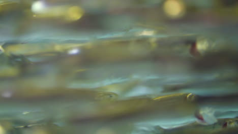 school of anchovy swim past while feeding, close up