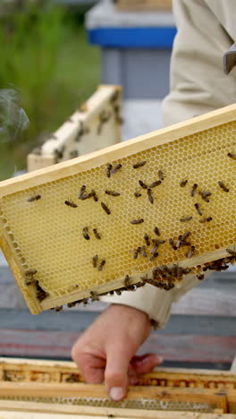 Beekeeper holding new frame with bees. Worker in suit examining bees in a beehive on the apiary. Removing excess honeycombs. Vertical video