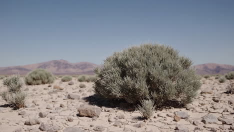 desert landscape with scrub plants and mountains