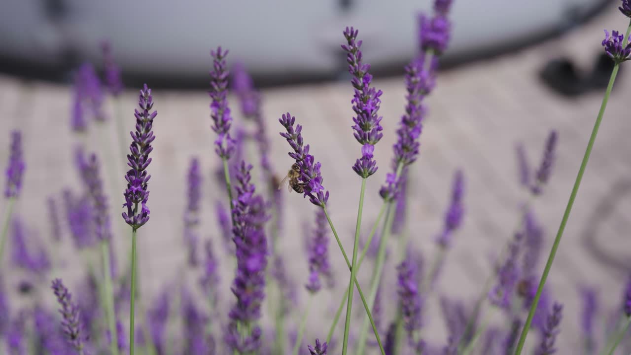 las abejas recolectan el polen de la flor de lavanda púrpura en flor, chequia