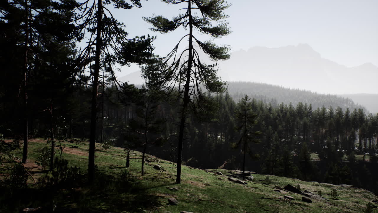 árbol de abeto de hoja perenne y montañas en un fondo en una puesta de sol después de la lluvia
