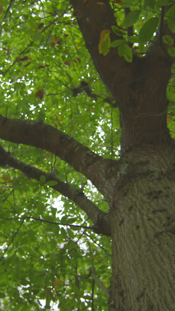 Low angle view of tall lush tree