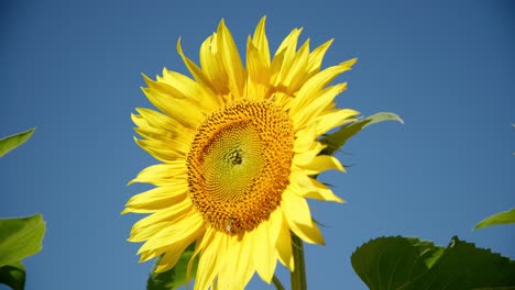 recolección de polen cabeza de abeja de girasol, polinización. toma de primer plano