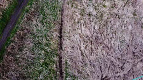 Aerial-bird's-eye-view-over-a-pathway-surrounded-by-dry-grass-on-the-outskirts-of-a-Thetford-forest,-Norfolk,-UK-at-daytime