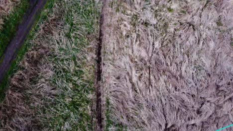 vista aérea de pájaro sobre un camino rodeado de hierba seca en las afueras de un bosque de thetford, norfolk, reino unido durante el día