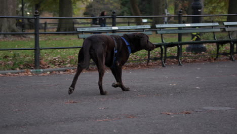paseos de perros por central park, nueva york