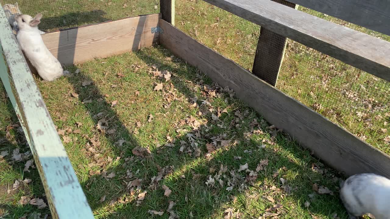 felice bianco carino piccolo coniglio che gioca all'aperto durante una giornata di sole mangiando erba verde