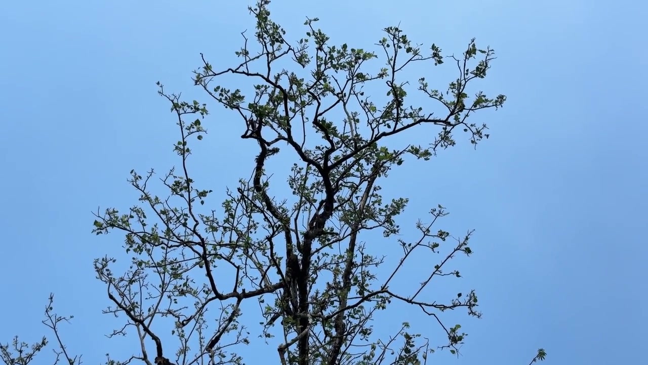 Rami spogli di alberi che ondeggiano contro un cielo azzurro e limpido