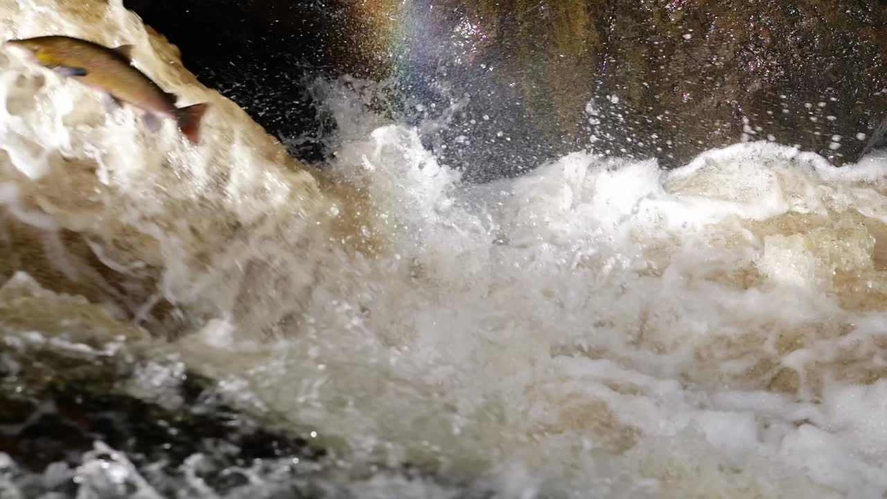 Two atlantic salmon(salmo salar) jumps through a cascading waterfall, fighting upstream with impressive strength. Water drops creating beautiful rainbow. Tripod slow motion