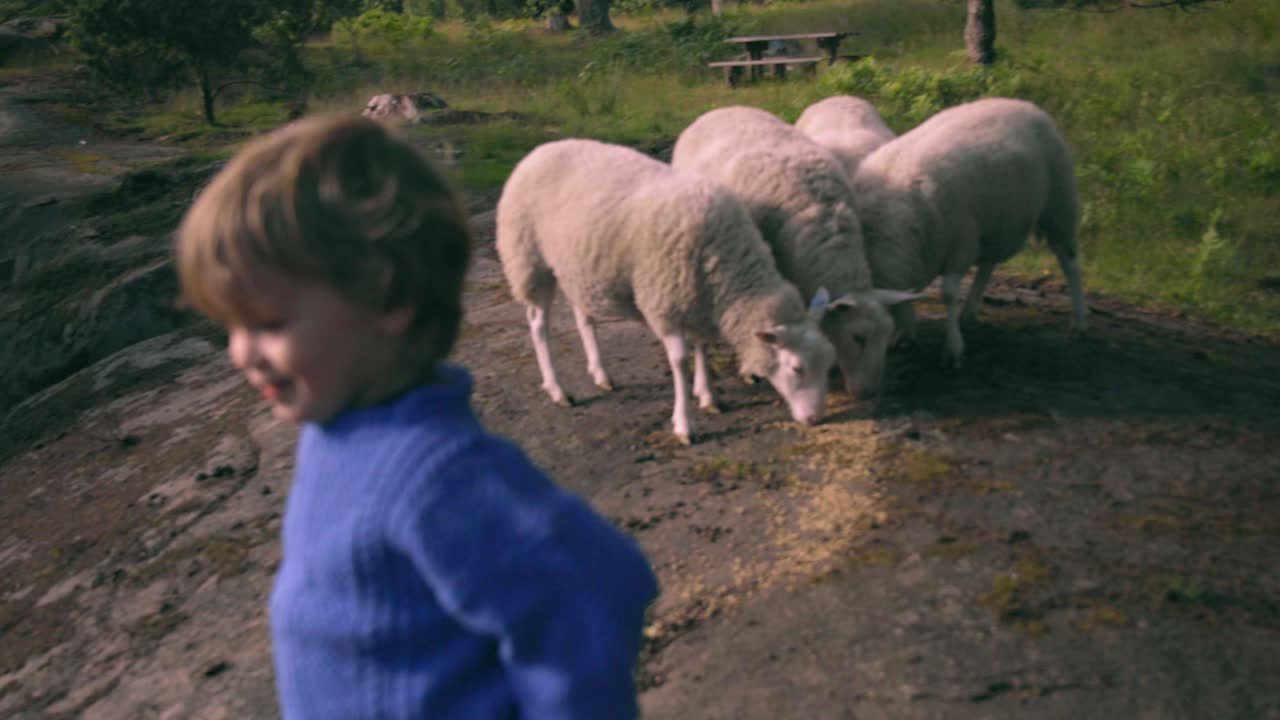 Bambino gioca con le pecore nella natura.