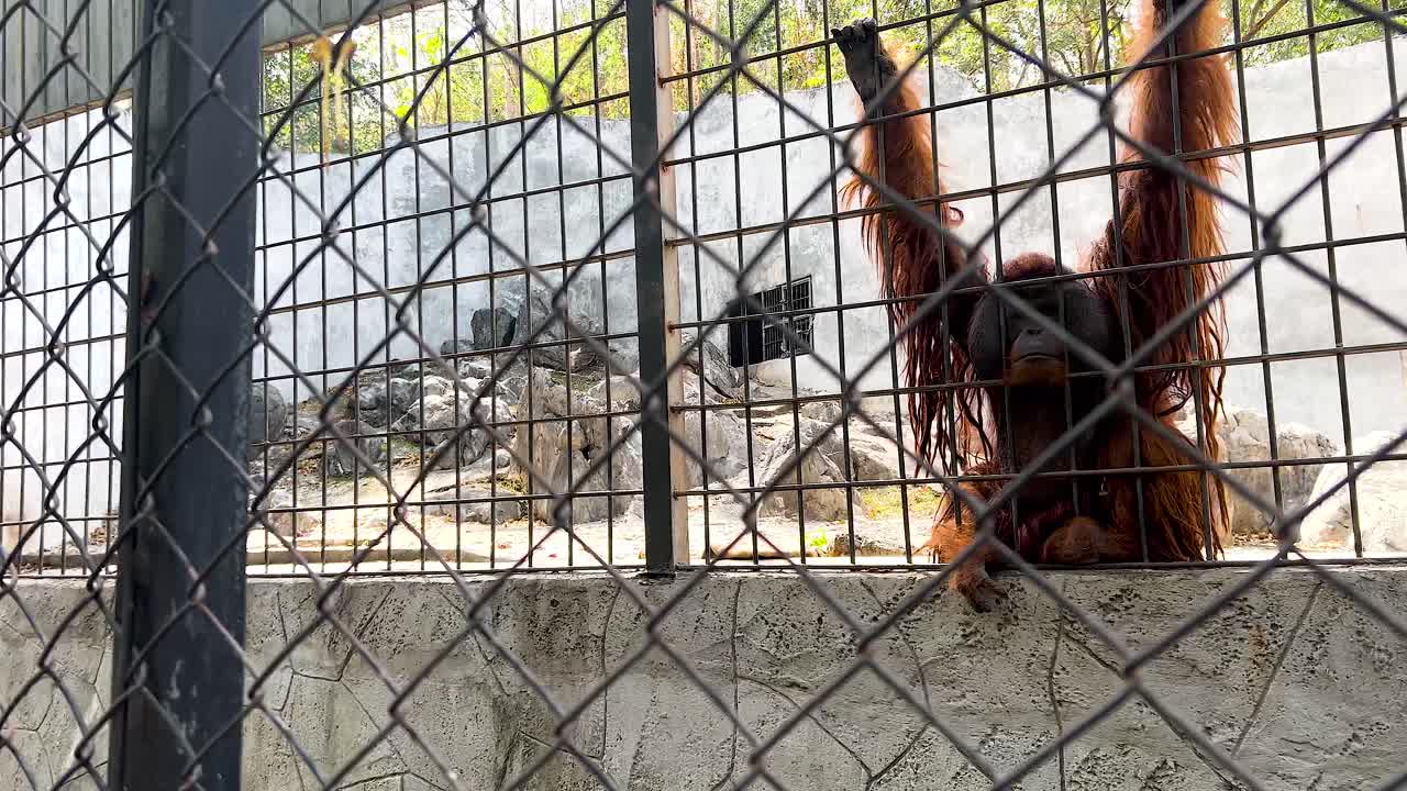 orangután en un recinto del zoológico
