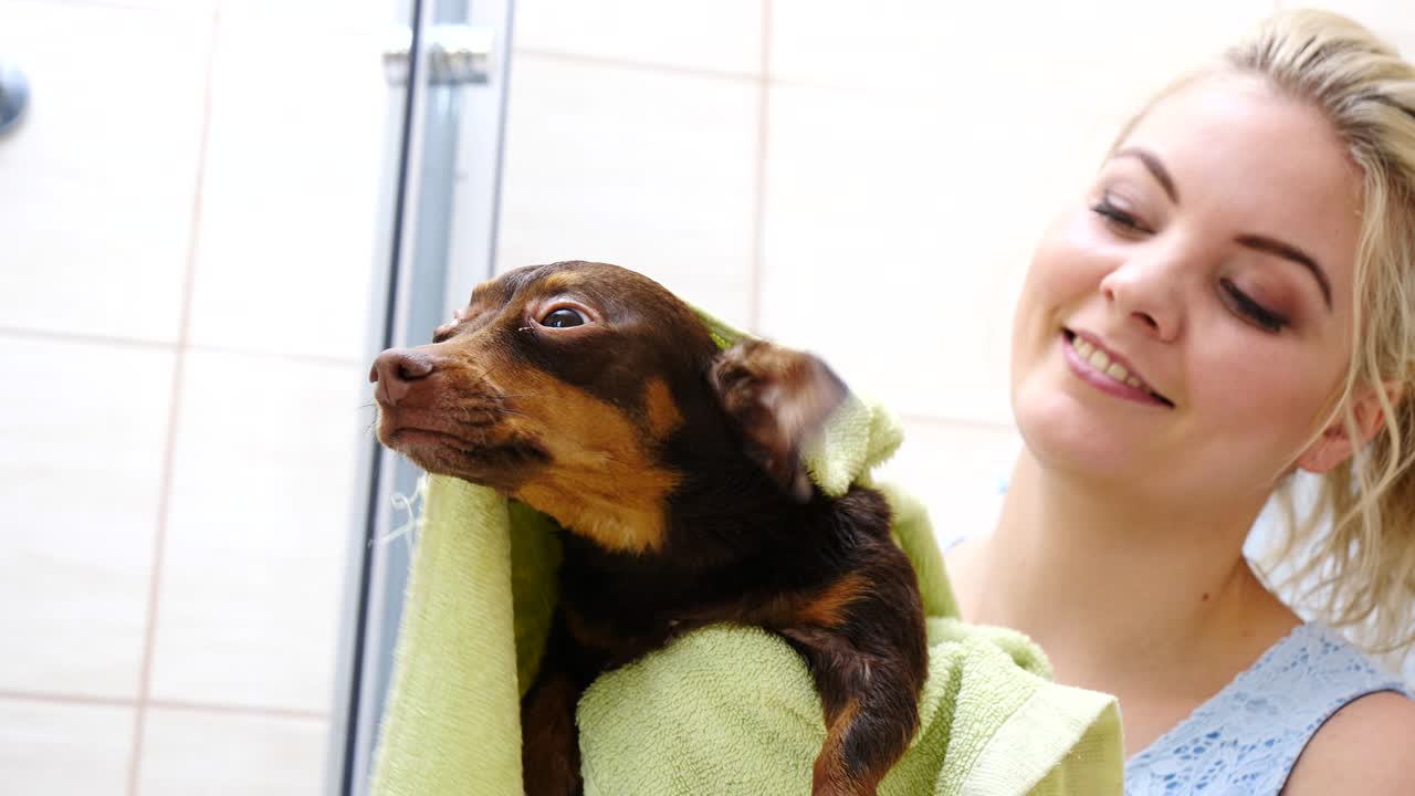 여자 목욕 후 개 를 건조 시키는 것