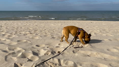 Bulldog-Francés-Con-Correa-Jugando-Y-Mordiendo-Palo-De-Madera-En-La-Arena-De-La-Playa