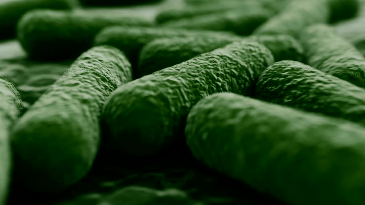 박테리아 식민지의 4k 현미경 시각.