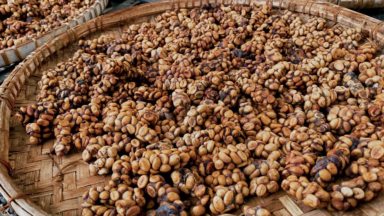 Large piles of unwashed coffee beans collected in woven bamboo containers from civet droppings