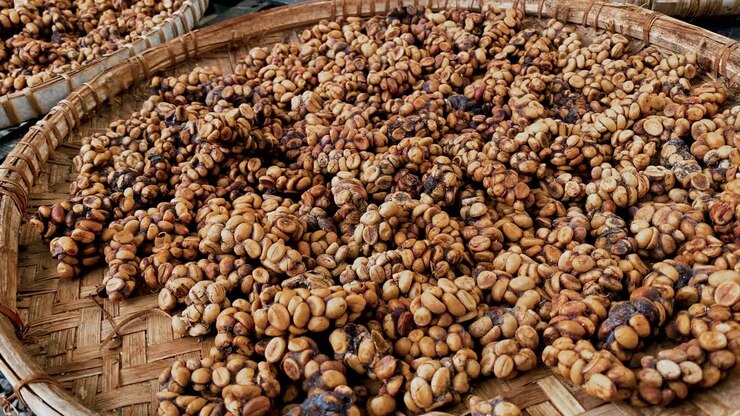 Large piles of unwashed coffee beans collected in woven bamboo containers from civet droppings