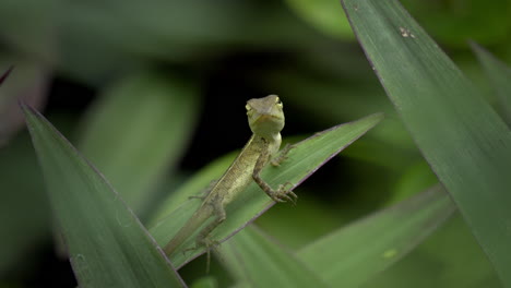 lizard baby on deep forest plant