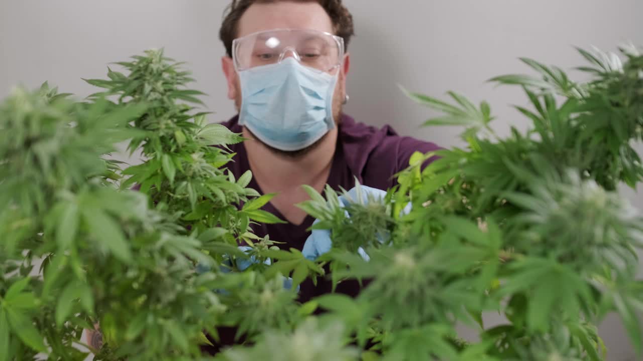 대마초 재배: 의학에 사용하기 위한 대마초 연구, 데이터 수집, 대마초 기름 연구, 마리화나 생산.