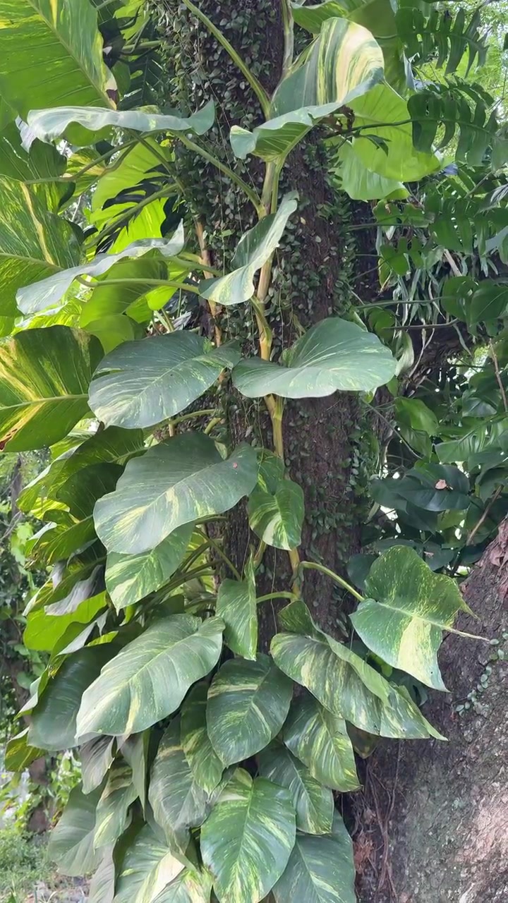 Pothos dorato che si arrampica su un tronco d'albero