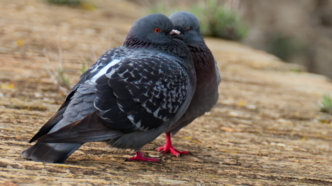Close up of two pigeons next to each other on a blurred background