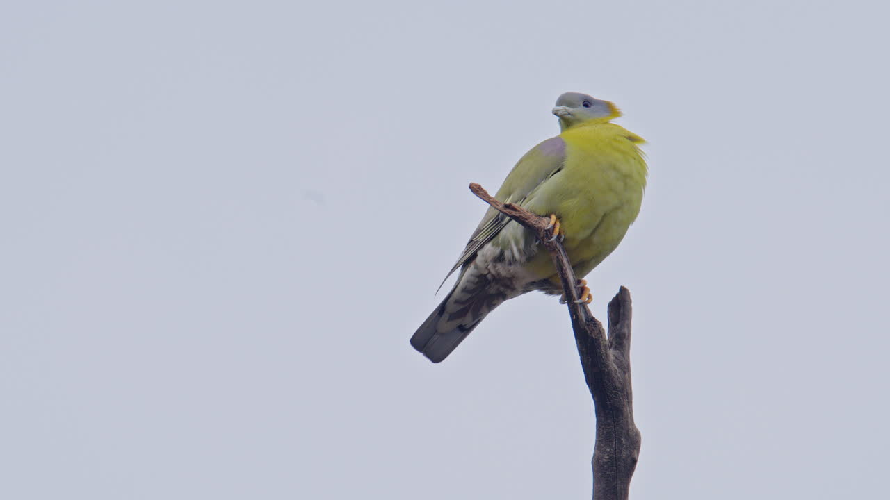 Piccione verde dai piedi gialli seduto su un ramo secco di un albero e in cerca di cibo nella foresta, santuario degli uccelli di Keoladeo, India