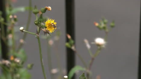 volando alrededor de la abeja de la flor