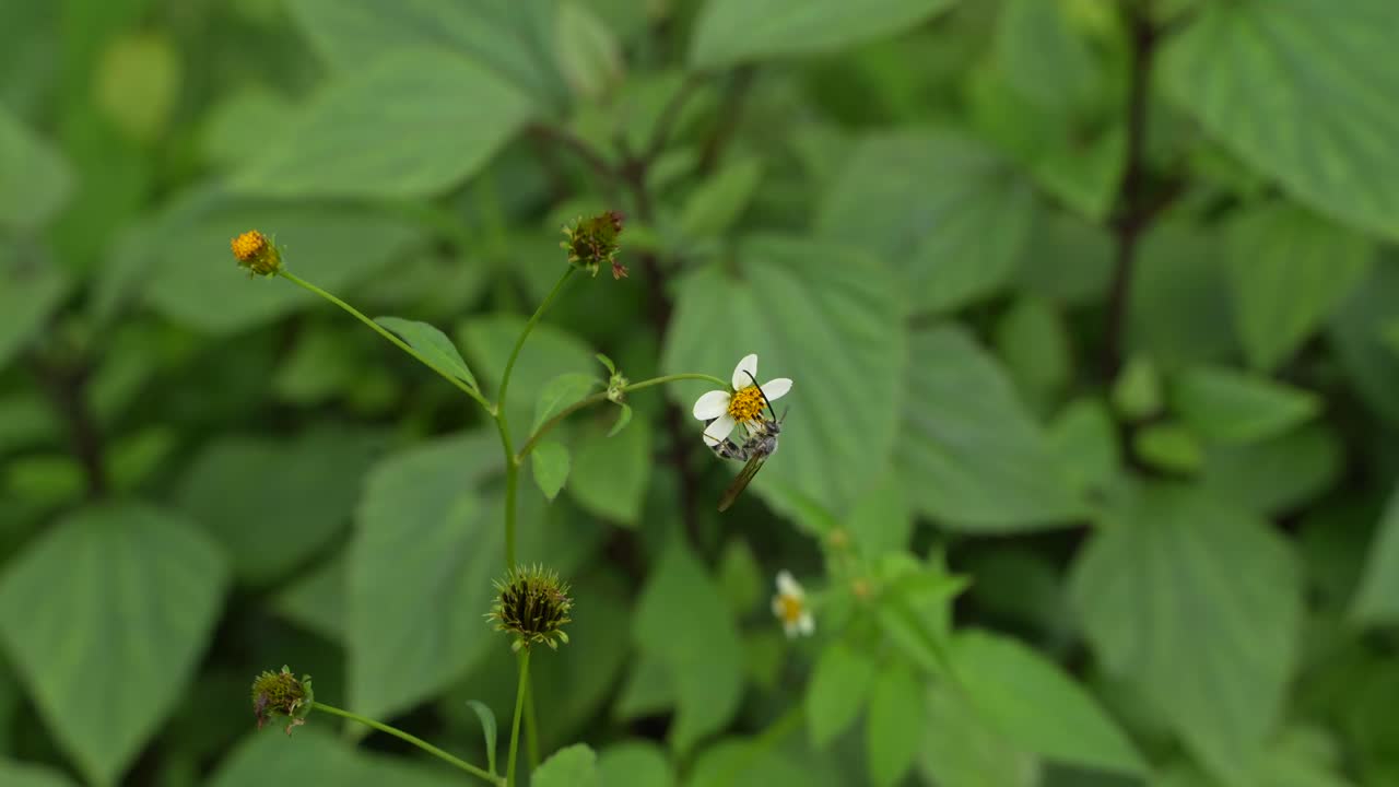 A bee is collecting honey from a small flower
